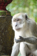 Portrait of a Monke