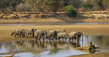 Foto op Aluminium Grote olifantenkudde die de Luangwa-rivier oversteekt in Zambia © dmussman