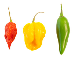 still life of chilli