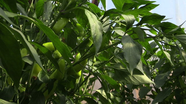green chili peppers growing in vegetable garden