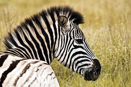 Fototapeta Zebra profile