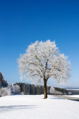 Frozen tree on winter landscape and blue sky