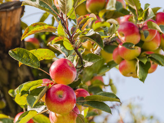 Algund, Stadt, Vinschgau, Südtirol, Apfelbaum, Apfelernte, Obstbäume, Landwirtschaft, Herbst, Italien
