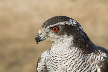 Cabeza de Azor. Accipiter gentilis.