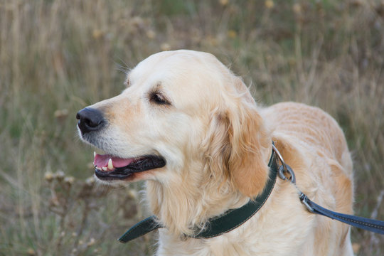 Perro Labrador retriever.