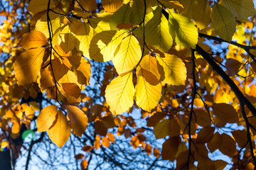 Gold autumn leaves with sunlight