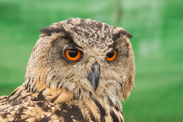 Búho Real. Bubo bubo.