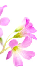 Naklejka na ściany i meble Pink flowers of Oxalis corymbosa