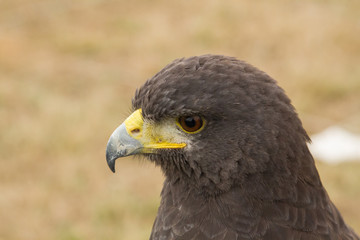 Águila de Harris, Busardo de Harris.