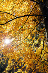 Bright autumn foliage with sunlight