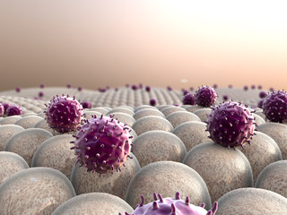 cells and virus