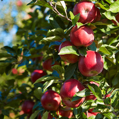 apples in the orchard