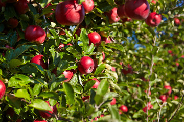 Obraz premium apples in the orchard
