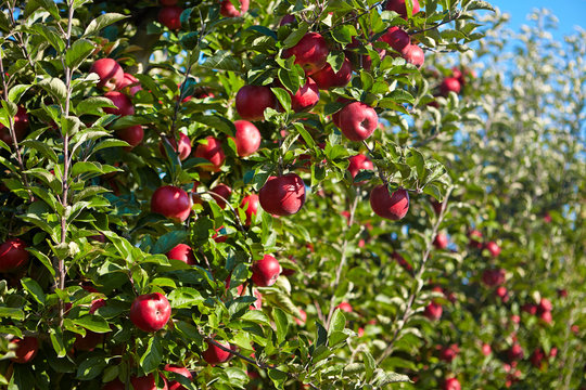apples in the orchard