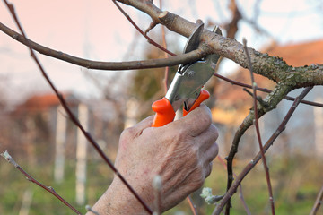 Agriculture, pruning tree branch in orchard closeup of hand