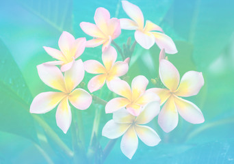 Fototapeta na wymiar Flowers in pastel styles.