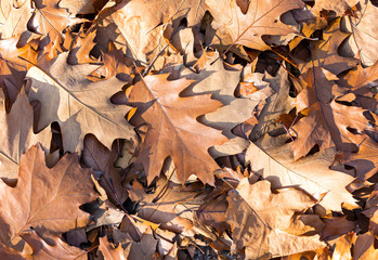 Fallen maple leaves closeup