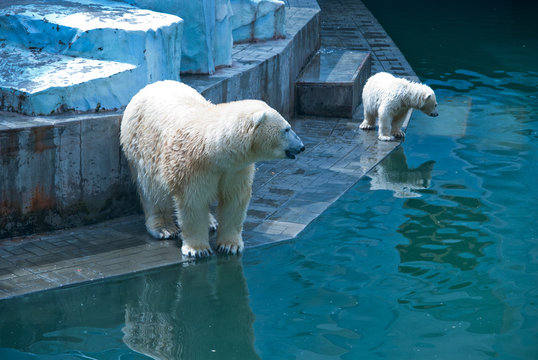 White bears