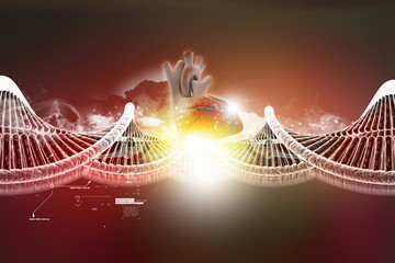 Dna model with human heart
