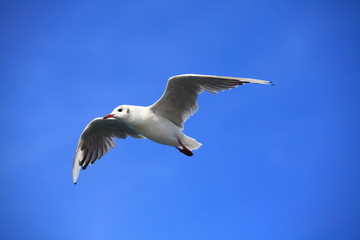 Möwe im Flug
