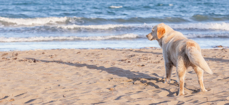 The dog is on a sandy beach overlooking tropical beach, Thailand