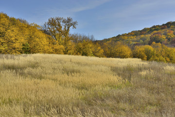 Fototapeta premium Поляна в горах