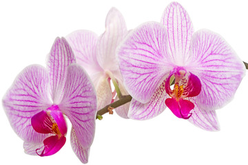 Orchid flowers close-up