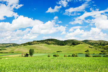 Fototapeta premium Green field and blue sky.