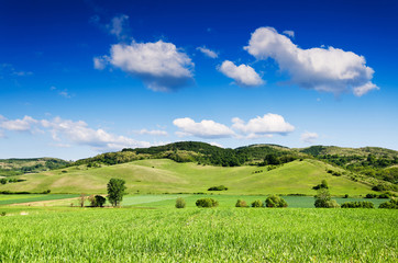 Green field and blue sky.
