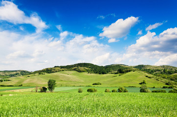 Fototapeta premium Green field and blue sky.