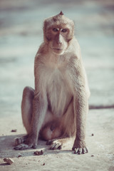 Naklejka premium Monkey portrait