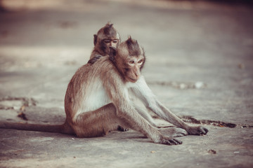 Monkey portrait