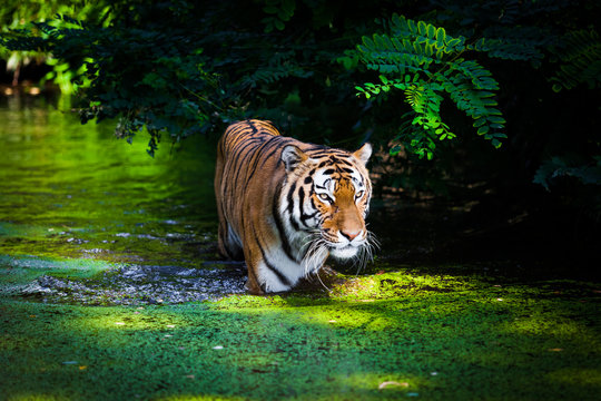 Fototapeta Tiger in water.
