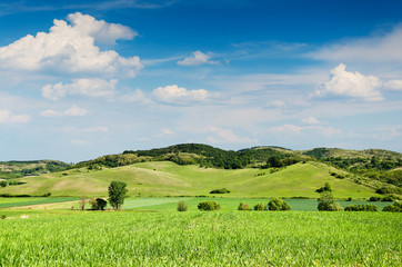 Fototapeta premium Green field and blue sky.