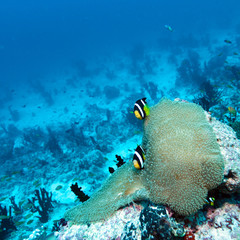 Pair of Clown Fishes near Anemone