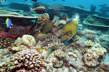 Naklejka na ściany i meble Big Trigger Fish near Corals, Maldives