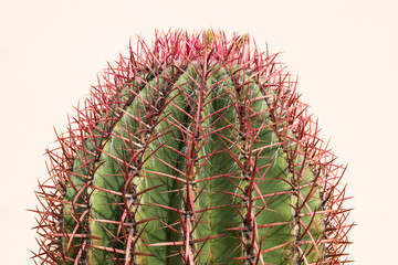 Naklejka na ściany i meble Spine Cactus specie Ferocactus