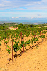 Fototapeta na wymiar Languedoc Roussillon vineyards around Beziers Herault France