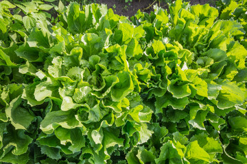 Endive plants in the field from close