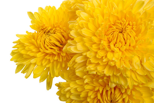 Yellow chrysanthemums close up