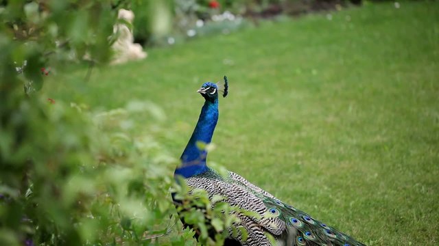 Peacock