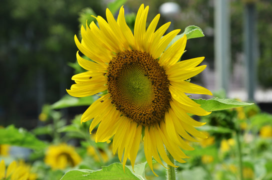 Close-up of sun flower  side view