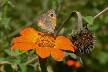 fiore arancione - ritratto