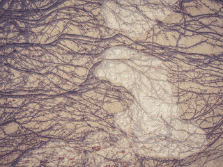 Creeper on weathered brick wall with a retro filter effect