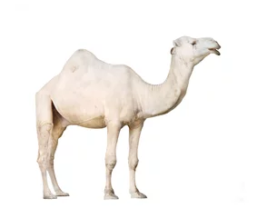 Garden poster Camel The Arabian camel or The Dromedary (Camelus dromedarius).