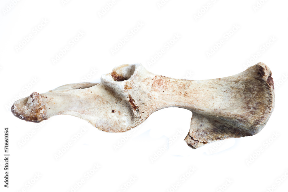 Poster old bone isolated on white background