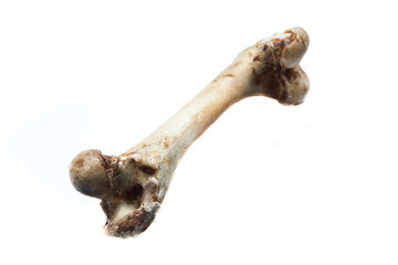 Fototapeta premium old bone isolated on white background