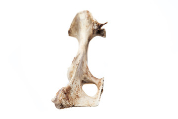 old bone isolated on white background