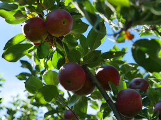Fresh Red Apples in the Orchard