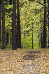 Obraz premium autumn park